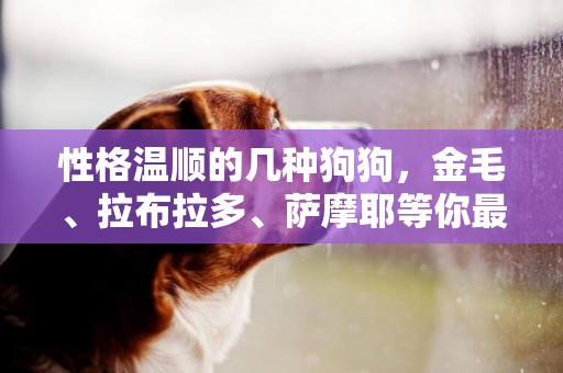 性格溫順的幾種狗狗，金毛、拉布拉多、薩摩耶等你最喜歡哪種 