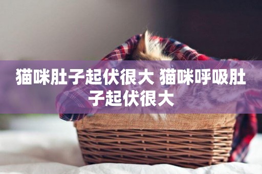 貓咪肚子起伏很大 貓咪呼吸肚子起伏很大