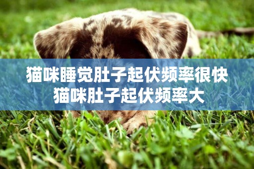 貓咪睡覺肚子起伏頻率很快 貓咪肚子起伏頻率大