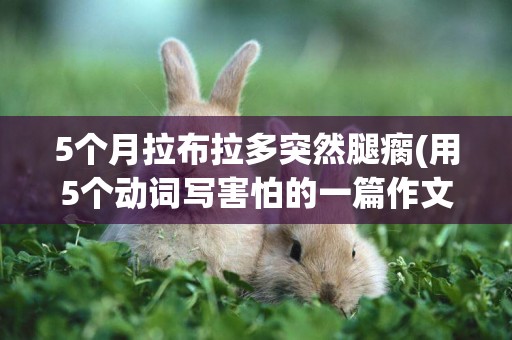 5個月拉布拉多突然腿瘸(用5個動詞寫害怕的一篇作文) 