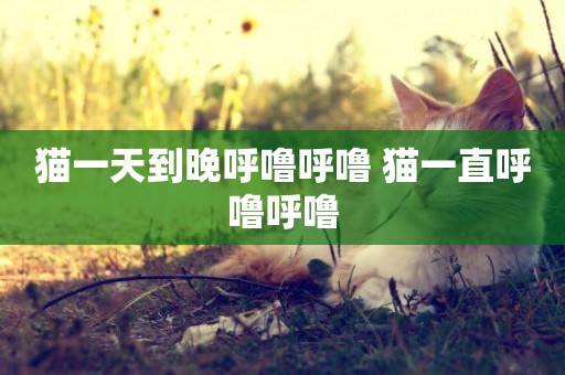 貓一天到晚呼嚕呼嚕 貓一直呼嚕呼嚕