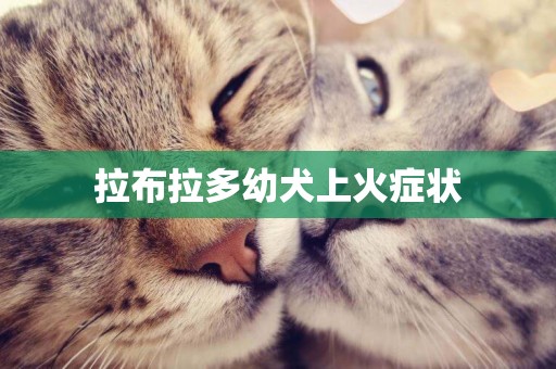 拉布拉多幼犬上火癥狀