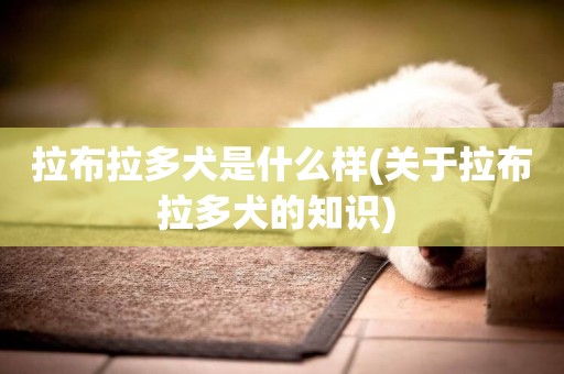 拉布拉多犬是什么樣(關于拉布拉多犬的知識) 