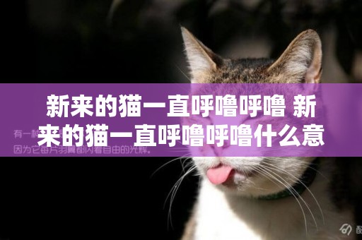 新來的貓一直呼嚕呼嚕 新來的貓一直呼嚕呼嚕什么意思