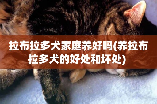 拉布拉多犬家庭養好嗎(養拉布拉多犬的好處和壞處) 