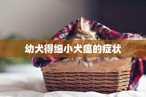 幼犬得細小犬瘟的癥狀
