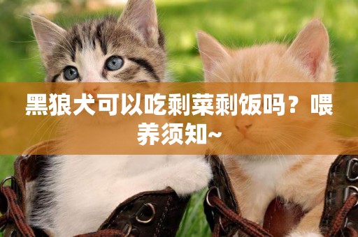 黑狼犬可以吃剩菜剩飯嗎？喂養須知~