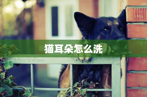 貓耳朵怎么洗