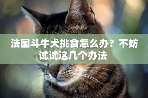 法國斗牛犬挑食怎么辦？不妨試試這幾個辦法 