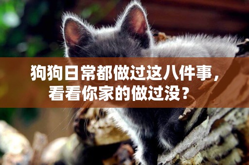 狗狗日常都做過這八件事，看看你家的做過沒？ 