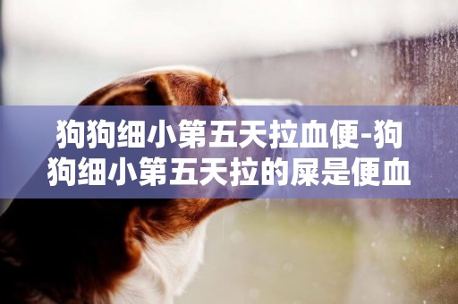 狗狗細小第五天拉血便-狗狗細小第五天拉的屎是便血嗎？