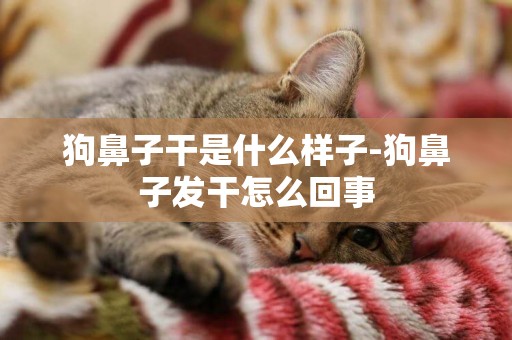 狗鼻子干是什么樣子-狗鼻子發干怎么回事