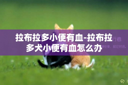 拉布拉多小便有血-拉布拉多犬小便有血怎么辦