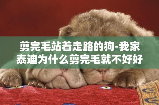 剪完毛站著走路的狗-我家泰迪為什么剪完毛就不好好走路？