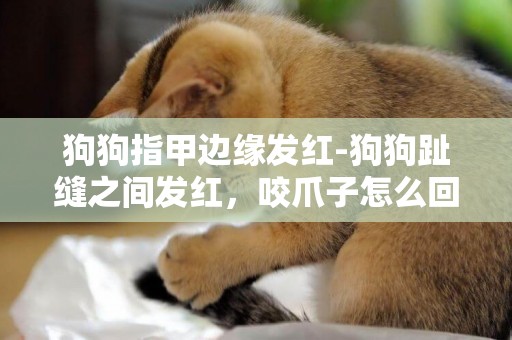 狗狗指甲邊緣發紅-狗狗趾縫之間發紅，咬爪子怎么回事？