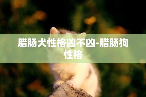 臘腸犬性格兇不兇-臘腸狗性格