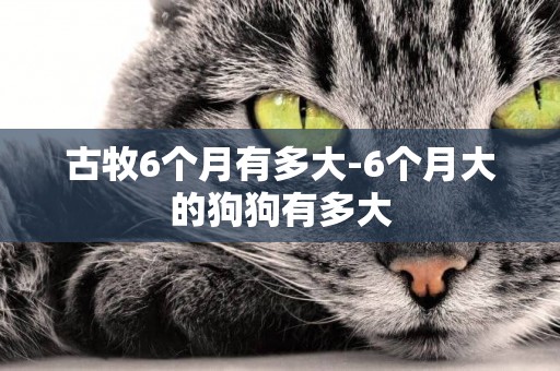 古牧6個月有多大-6個月大的狗狗有多大