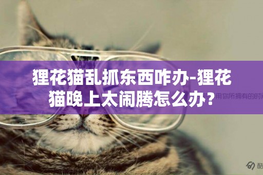 貍花貓亂抓東西咋辦-貍花貓晚上太鬧騰怎么辦？