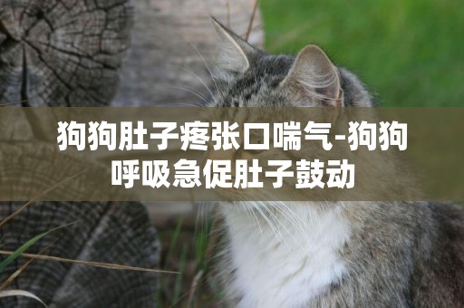 狗狗肚子疼張口喘氣-狗狗呼吸急促肚子鼓動