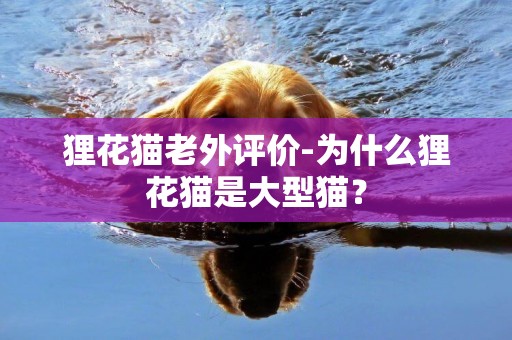 貍花貓老外評價-為什么貍花貓是大型貓？