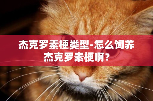 杰克羅素梗類型-怎么飼養杰克羅素梗啊？