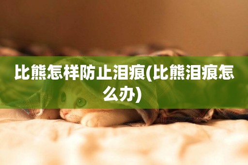 比熊怎樣防止淚痕(比熊淚痕怎么辦) 