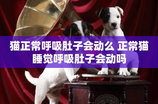 貓正常呼吸肚子會動么 正常貓睡覺呼吸肚子會動嗎