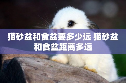 貓砂盆和食盆要多少遠 貓砂盆和食盆距離多遠