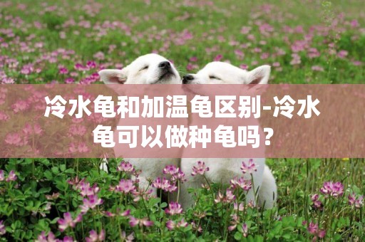 冷水龜和加溫龜區別-冷水龜可以做種龜嗎？