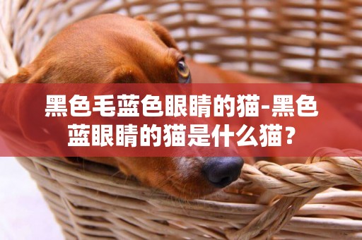黑色毛藍色眼睛的貓-黑色藍眼睛的貓是什么貓？