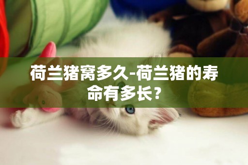 荷蘭豬窩多久-荷蘭豬的壽命有多長？
