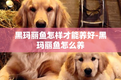 黑瑪麗魚怎樣才能養好-黑瑪麗魚怎么養