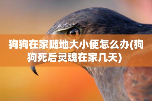 狗狗在家隨地大小便怎么辦(狗狗死后靈魂在家幾天) 