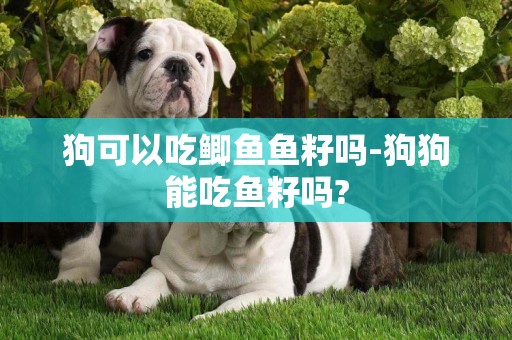 狗可以吃鯽魚魚籽嗎-狗狗能吃魚籽嗎?