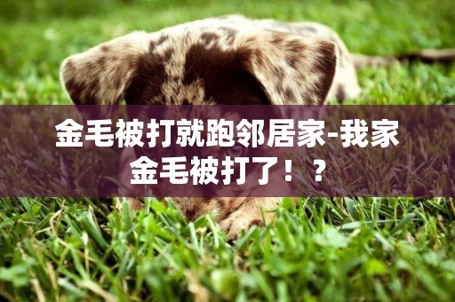 金毛被打就跑鄰居家-我家金毛被打了！？