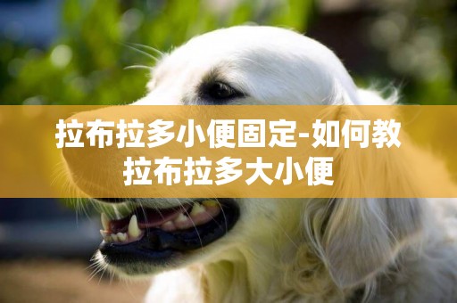 拉布拉多小便固定-如何教拉布拉多大小便