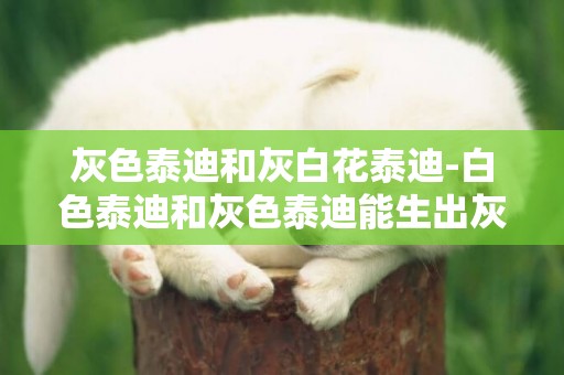 灰色泰迪和灰白花泰迪-白色泰迪和灰色泰迪能生出灰色么