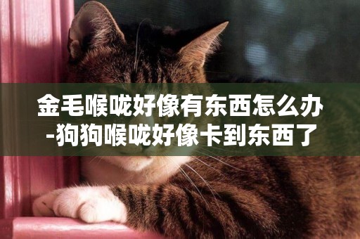 金毛喉嚨好像有東西怎么辦-狗狗喉嚨好像卡到東西了，怎么辦！