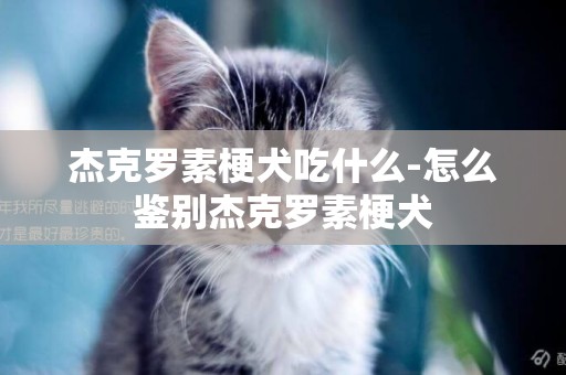杰克羅素梗犬吃什么-怎么鑒別杰克羅素梗犬