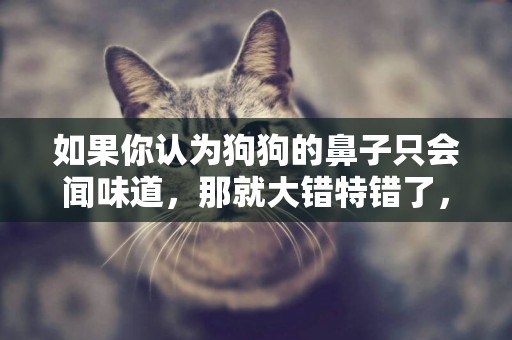 如果你認為狗狗的鼻子只會聞味道，那就大錯特錯了，其實還有秘密 