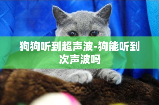 狗狗聽到超聲波-狗能聽到次聲波嗎