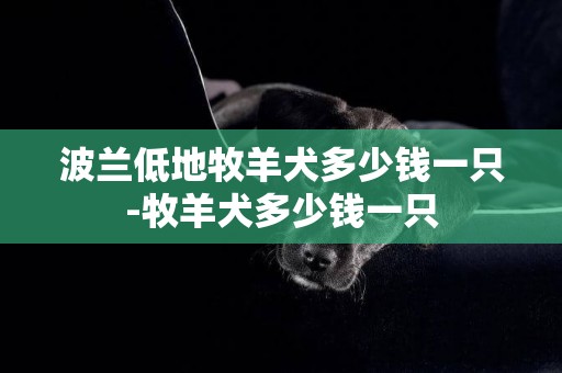 波蘭低地牧羊犬多少錢一只-牧羊犬多少錢一只