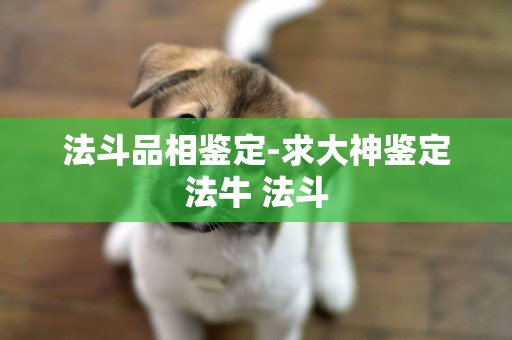法斗品相鑒定-求大神鑒定法牛 法斗