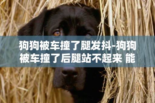 狗狗被車撞了腿發抖-狗狗被車撞了后腿站不起來 能動
