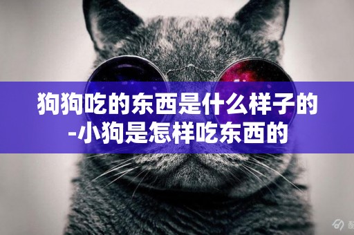 狗狗吃的東西是什么樣子的-小狗是怎樣吃東西的