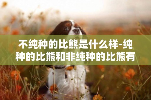 不純種的比熊是什么樣-純種的比熊和非純種的比熊有何區別.