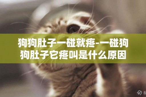 狗狗肚子一碰就疼-一碰狗狗肚子它疼叫是什么原因