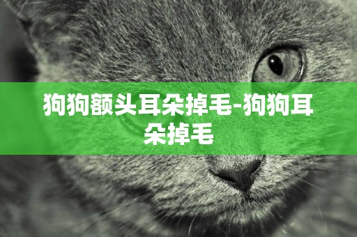 狗狗額頭耳朵掉毛-狗狗耳朵掉毛