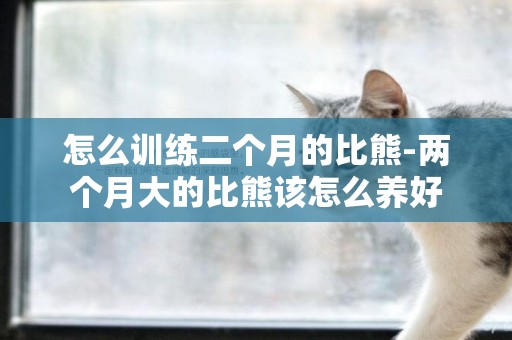怎么訓練二個月的比熊-兩個月大的比熊該怎么養好