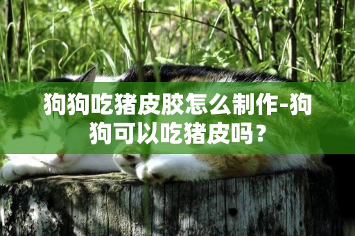 狗狗吃豬皮膠怎么制作-狗狗可以吃豬皮嗎？